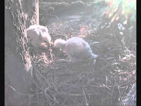 Yes, they play "ball" ! Incredible moments with Red-Tailed hawk chicks!  4-11-15
