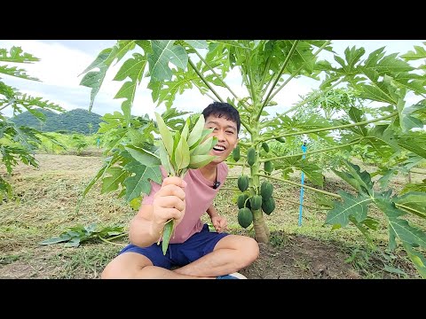 ใบทองหลางสร้างเงินทอง | เอิร์ธสดชื่นสร้างอาชีพ จุลินทรีย์สังเคราะห์แสงใบทองหลาง