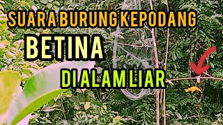 Download lagu SUARA  BURUNG KEPODANG BETINA DI ALAM LIAR,SANGAT COCOK UNTUK PIKAT KEPODANG JANTAN mp3 Download lagu SUARA  BURUNG KEPODANG BETINA DI ALAM LIAR,SANGAT COCOK UNTUK PIKAT KEPODANG JANTAN mp3