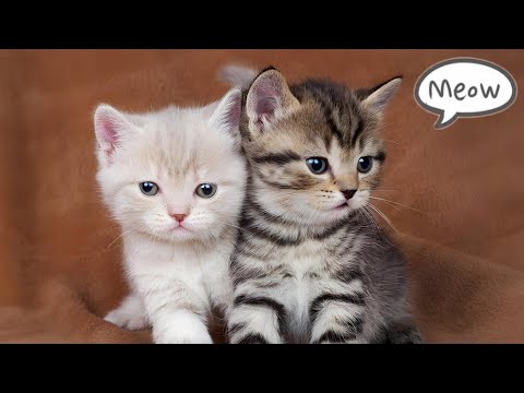 Cute Baby Cat Sound 🐱 | Cat Sounds | Cat Voice