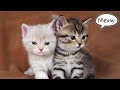 Cute Baby Cat Sound Cat Sounds Cat Voice