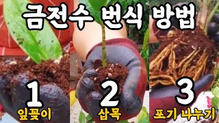 금전수 번식 방법 3가지! 금전수 잎꽂이, 삽목, 포기 나누기!! #식물키우기 #공기정화식물 #엉클플랜트