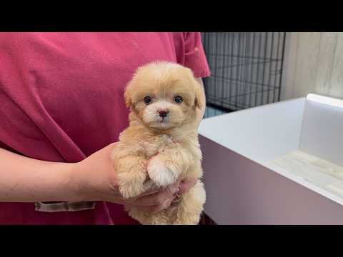YouTube動画のサムネイル