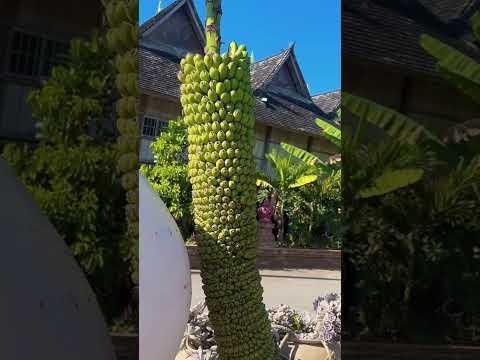 Cây chuối vỡ kế hoạch