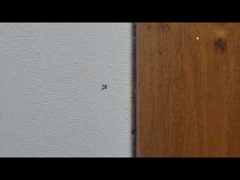 Ants Roaming in the Breakroom in Dayton, NJ