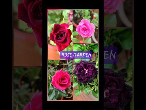 home grown #shorts  #trendingshorts #explorepage #rose #flowers #nature #love #aesthetic #fyp #viral