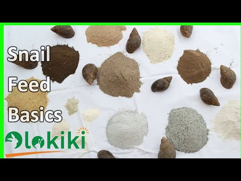 Basics Of Snail Feed Formulation || Snail Nutrition.