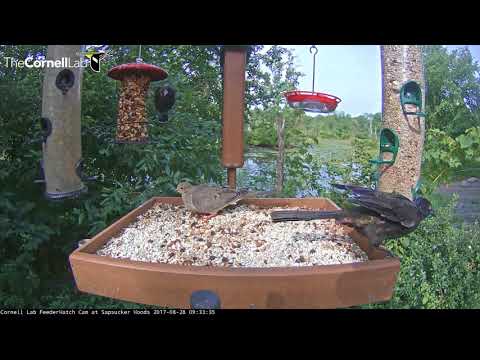 Bevy of Birds Drop By the Cornell Feeders – August 28, 2017