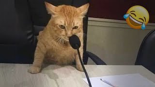 😹 You Laugh You Lose Dogs And Cats 😹🐱 Funniest Catss 2024 😹