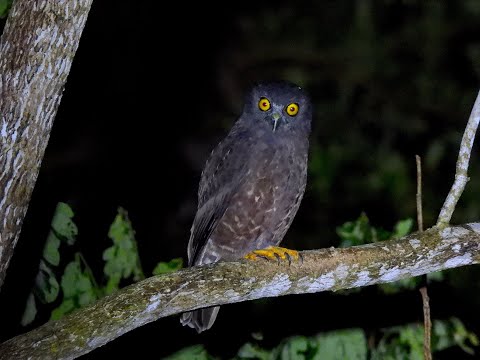 Andaman Hawk-Owl — Ninox affinis — hlas a video