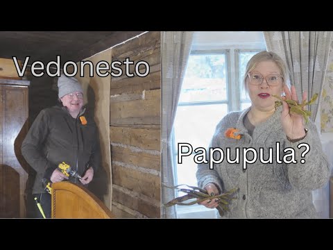 Papukuume, lajikepula ja vedonesto – kevättä kohti vanhassa talossa