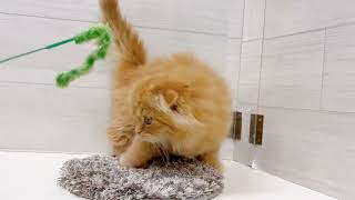 スコティッシュフォールドの動画01