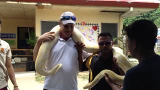 preview picture of video 'Python at Amlan Zoo - DreAMLANd Nature and Adventure Park'