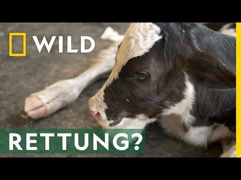 Kleines Kalb in großer Not | Die Hatchers - Farm, Kühe und Doktoren