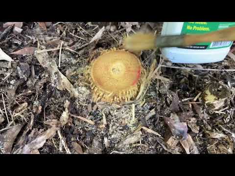 Using Glyphosate Herbicide to Kill Bamboo