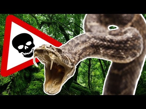 The 10 Most Dangerous Poisonous Snakes in the World