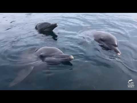 Bali Dolphin Sanctuary Virtual Tour