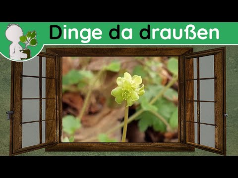 Ddd 031 - Veilchen, Baumblüten und unscheinbares - Wildpflanzen & Co (Doku 09. April)