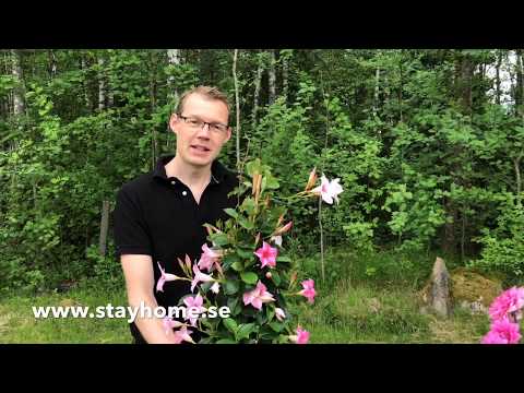 Plantera i självvattnande krukor & montering | StayHome.se