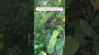 Download lagu Pancingan Suara Murai Batu Gacor #burung #kicaumania #kicauburunglovebird #muraibatu #kicaumaia mp3 Download lagu Pancingan Suara Murai Batu Gacor #burung #kicaumania #kicauburunglovebird #muraibatu #kicaumaia mp3