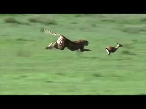 チーターの極端な加速とガゼルの追跡