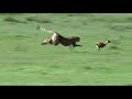 Cheetah Extreme Acceleration And Chasing Gazelle