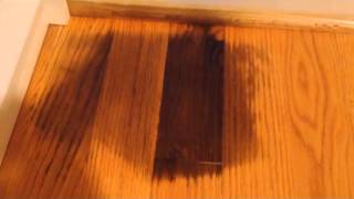 Remove pet urine on hardwood floor