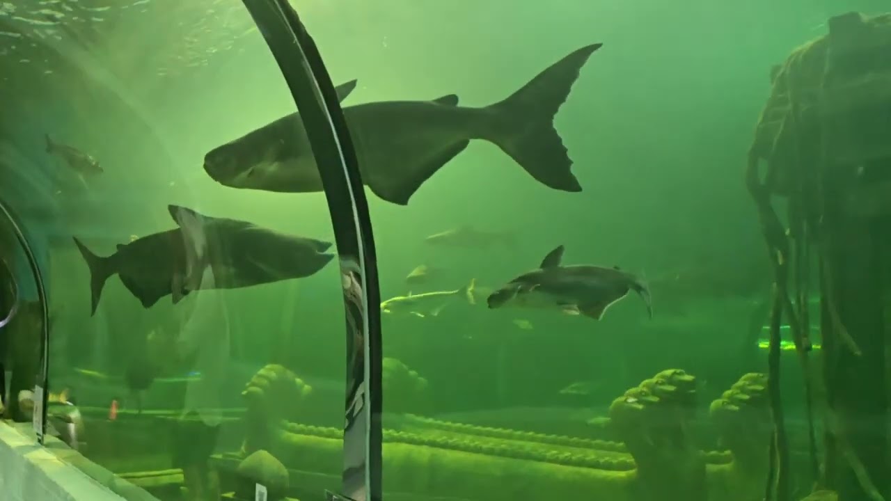 Sisaket Aquarium