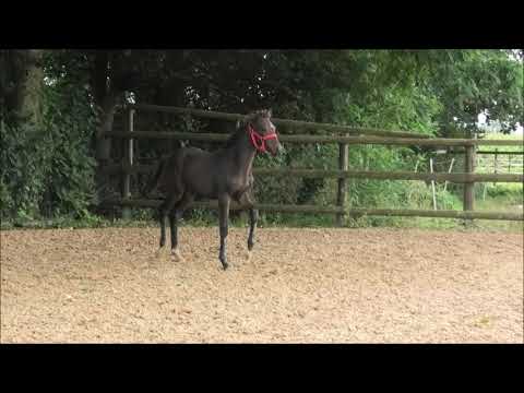 Hengstfohlen von Secret - Fürst Romancier