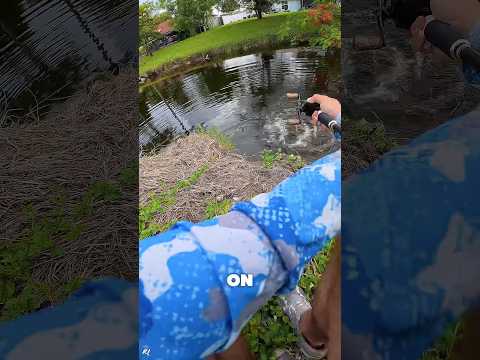 ON THE DRAGON HUNT🐉 #fishing #shorts #snakehead #snakeheadfishing #florida