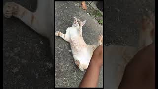 Download lagu meet my fat cat tedhmundi#funnycatshorts mp3