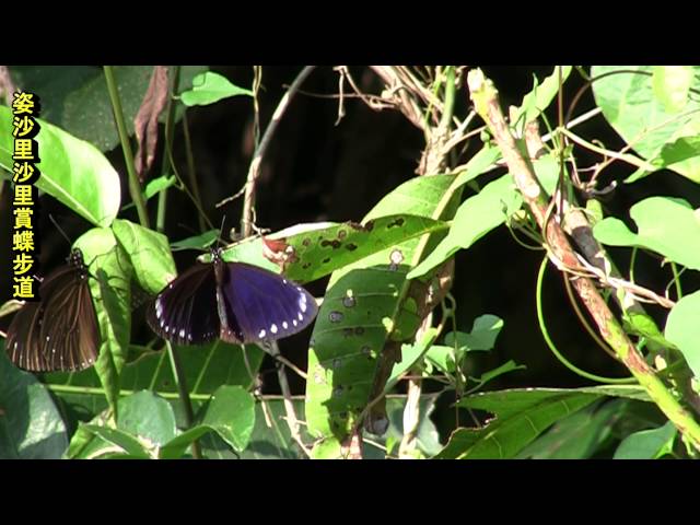 Film for Purple Butterfly2016-3-7