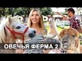 ОВЕЧЬЯ ФЕРМА В ПАТТАЙЕ - ЧАСТЬ 2 | Pattaya Sheep Farm | Тайланд ...