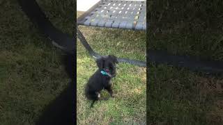 Video preview image #1 Colonial Cocker Spaniel-Unknown Mix Puppy For Sale in Corona, CA, USA