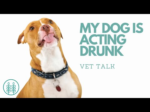 YouTube video about: Why is my dog swaying side to side?