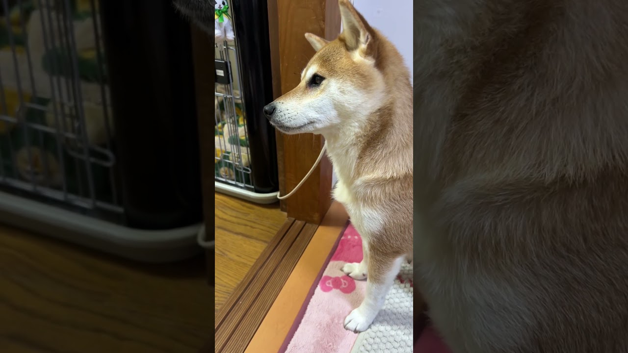 This Shiba Inu Keeps Giving Paw to Both Mom and Dad
