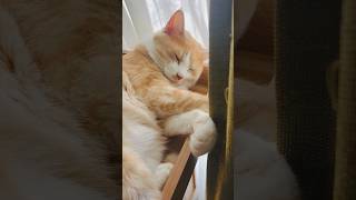 かわいいて🐾　#cat #ねこ動画 #猫のいる暮らし