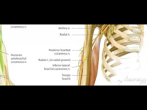 Radial nerve
