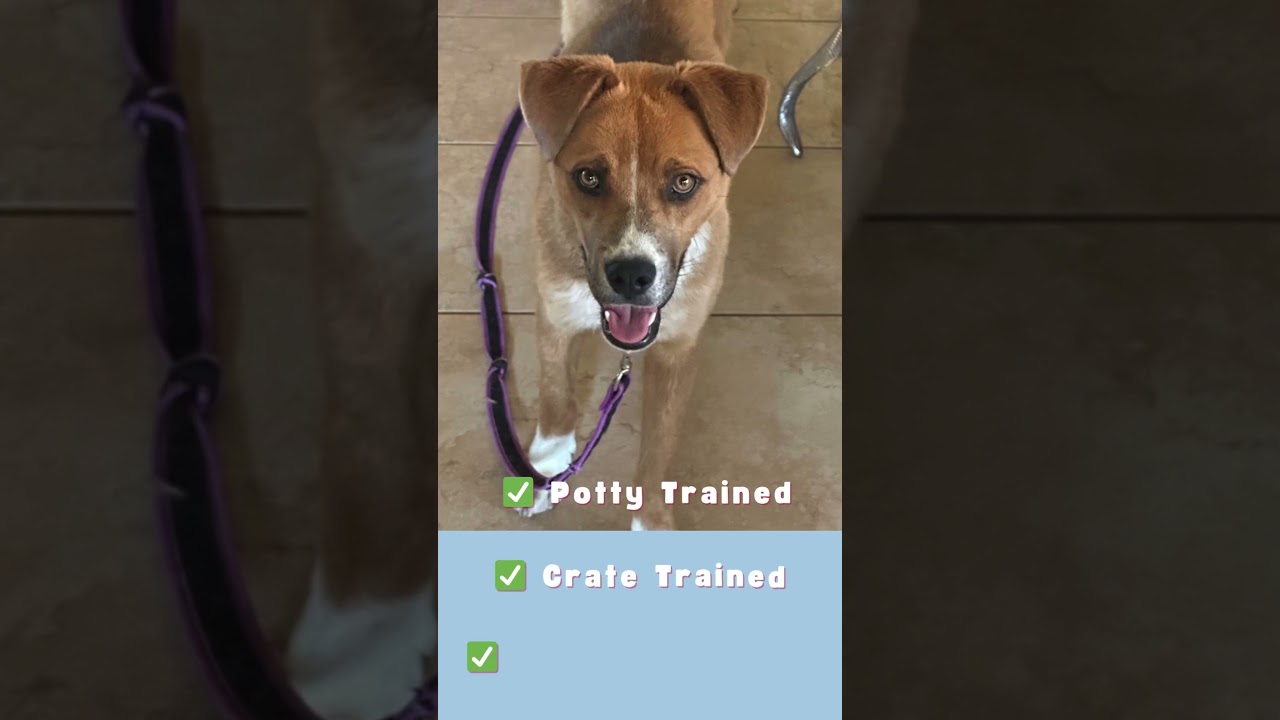 Enlarge Taz, a Adoptable mixed breed in Tucson, AZ video 6/6