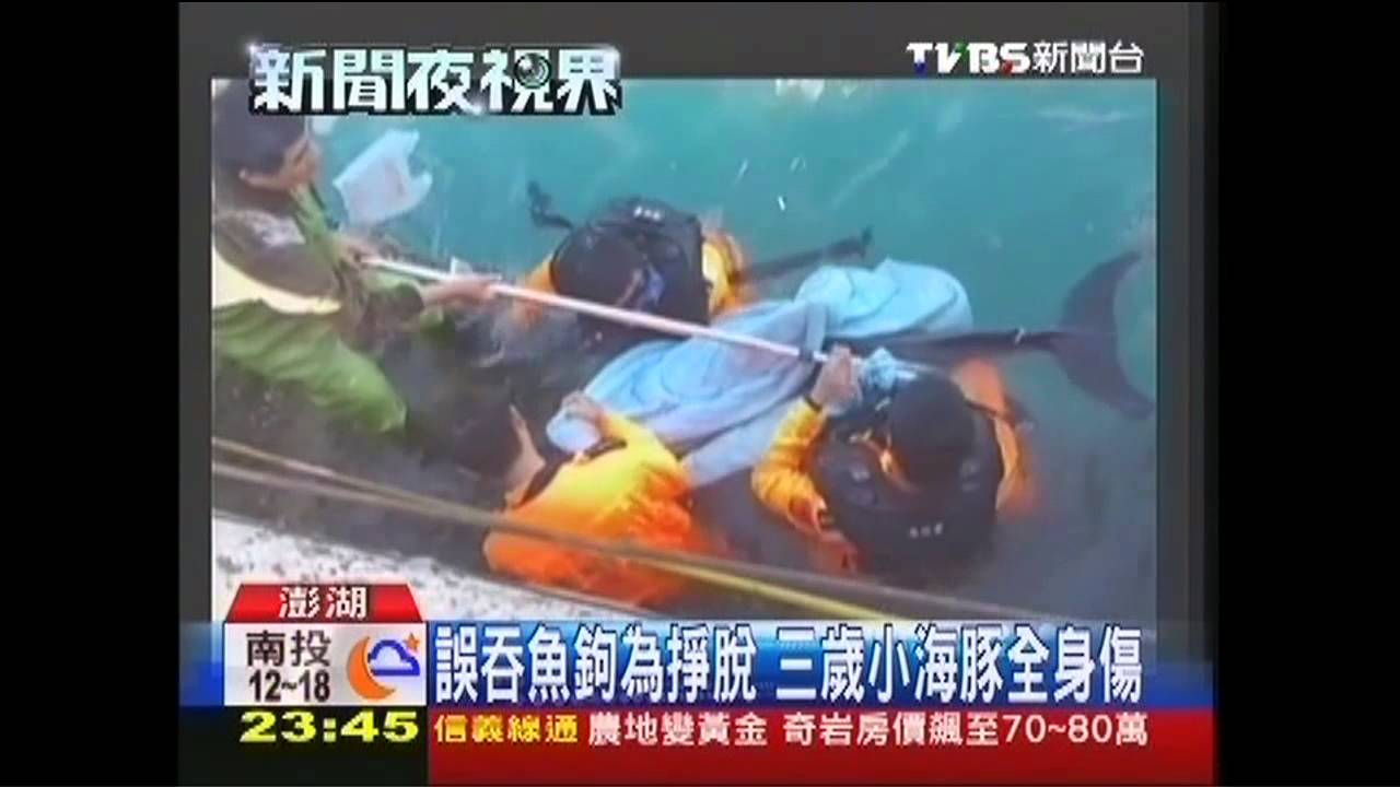 誤吞魚鉤為掙脫　3歲小海豚全身傷