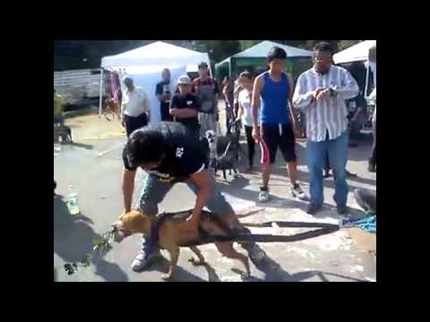 " LILITH  TAMARIZ AMERICAN PITBULL TERRIER "