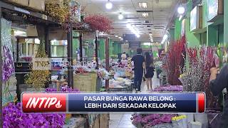 Pasar Bunga Rawa Belong: Lebih dari Sekadar Kelopak - INTIPS