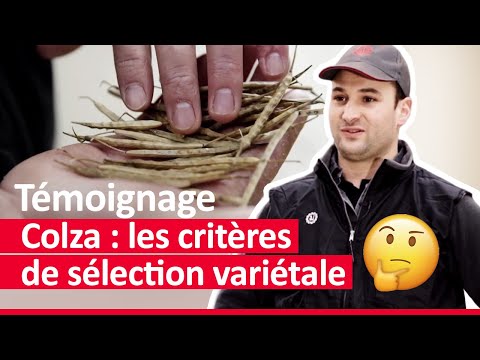 Quelle variété de colza choisir pour un rendement optimal ?