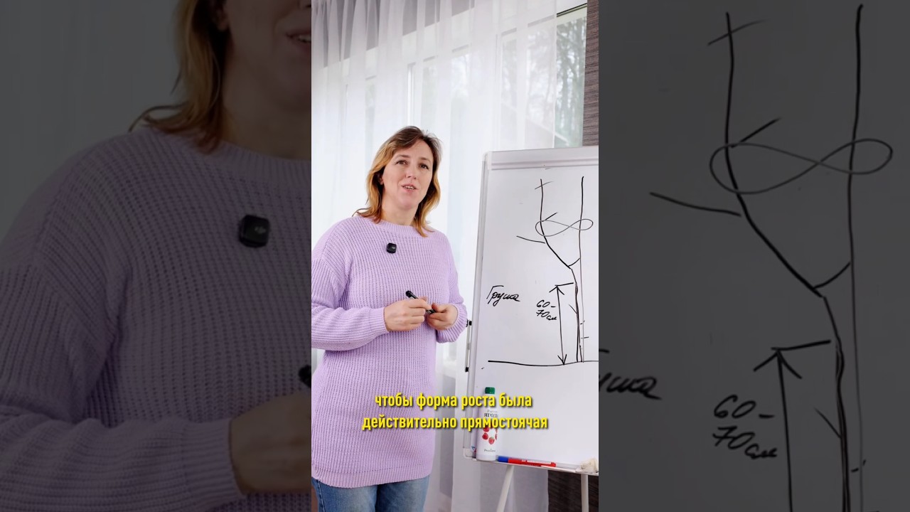 Как спасти молодую грушу? Формирование кроны дерева после неудачной обрезки верхушки