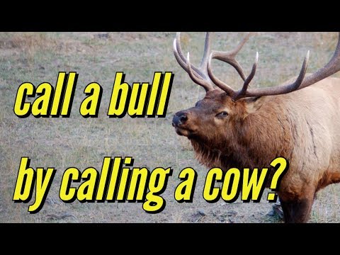 Call a Bull Elk by Calling a Cow?