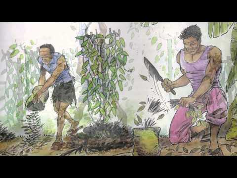 Vanilleanbau in Madagaskar