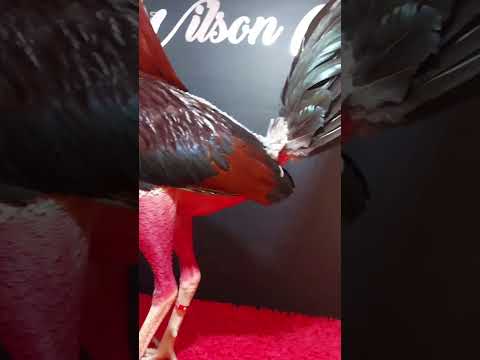 cuántas veces por semana se mueven los gallos aquí te lo explico