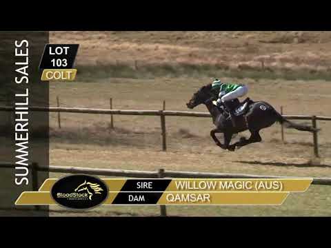 RTR 2019 Lot 103 DESERT ILLUSION (Willow Magic x Qamsar)