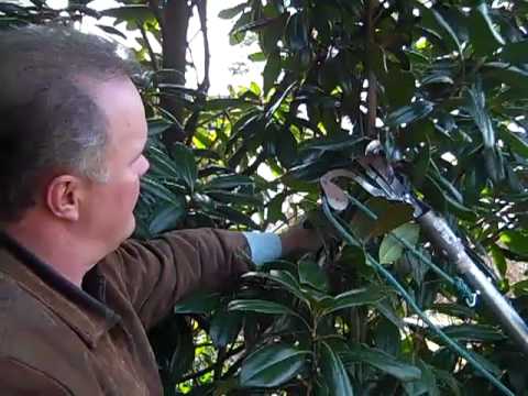 How to Prune Magnolias