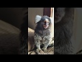Whining  marmoset